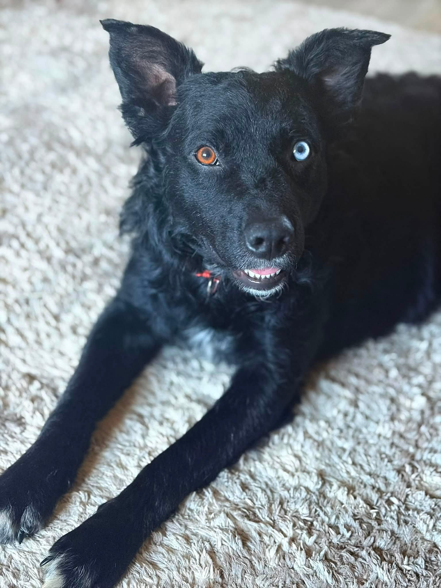 Geist, Adoptable, Young Male Border Collie & Labrador Retriever.
