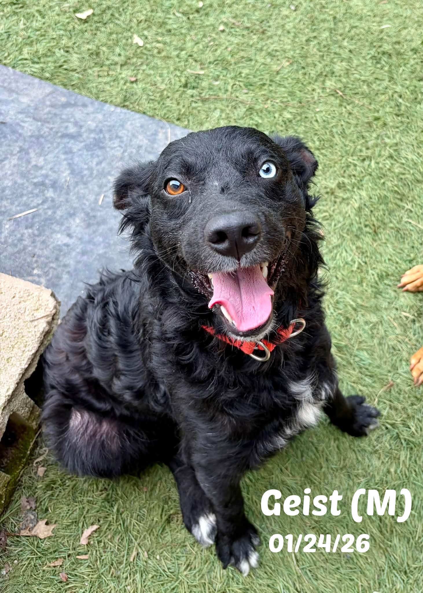 Geist, ADOPTABLE, Young Male Border Collie & Labrador Retriever.