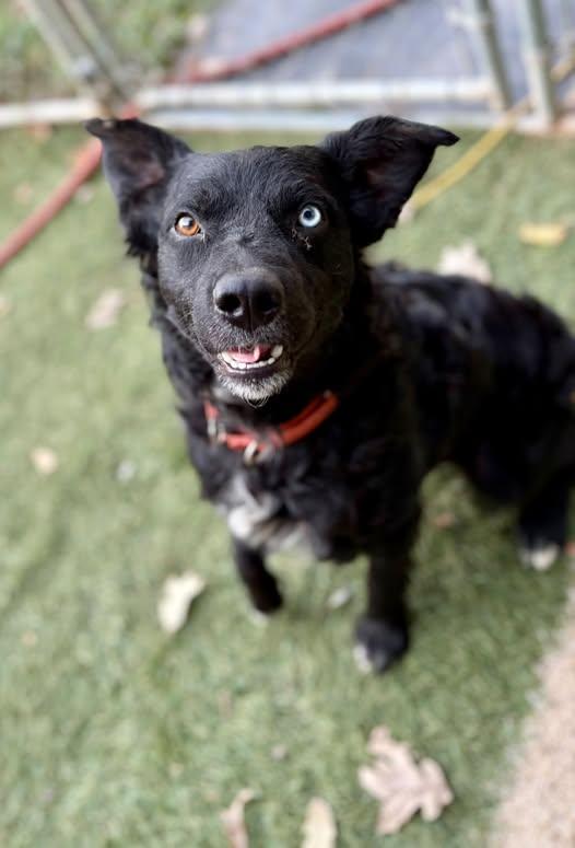 Enlarge Geist, a Adoptable mixed breed in Seymour, IN image 4/6