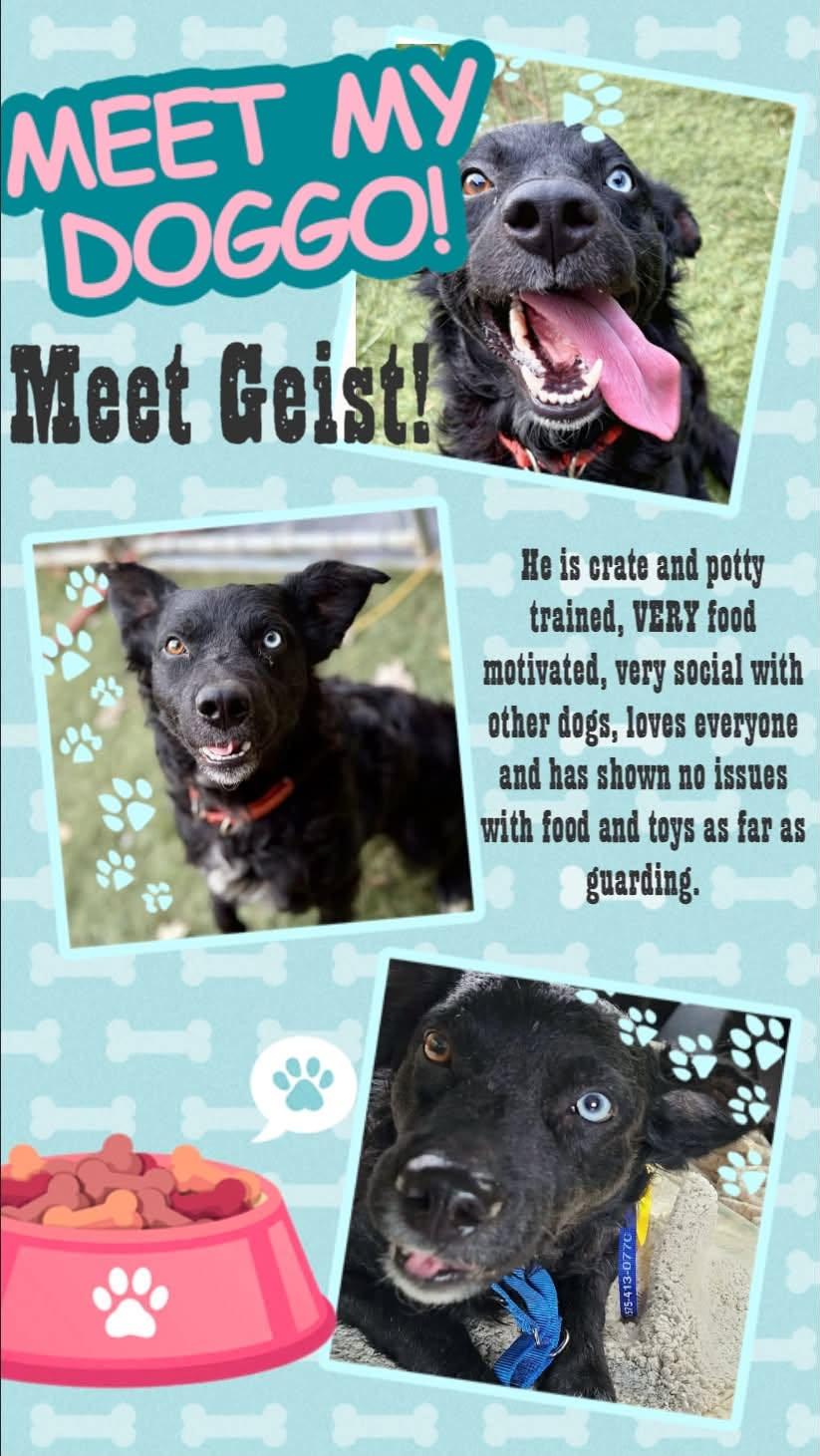 Enlarge Geist, a Adoptable mixed breed in Seymour, IN image 5/6