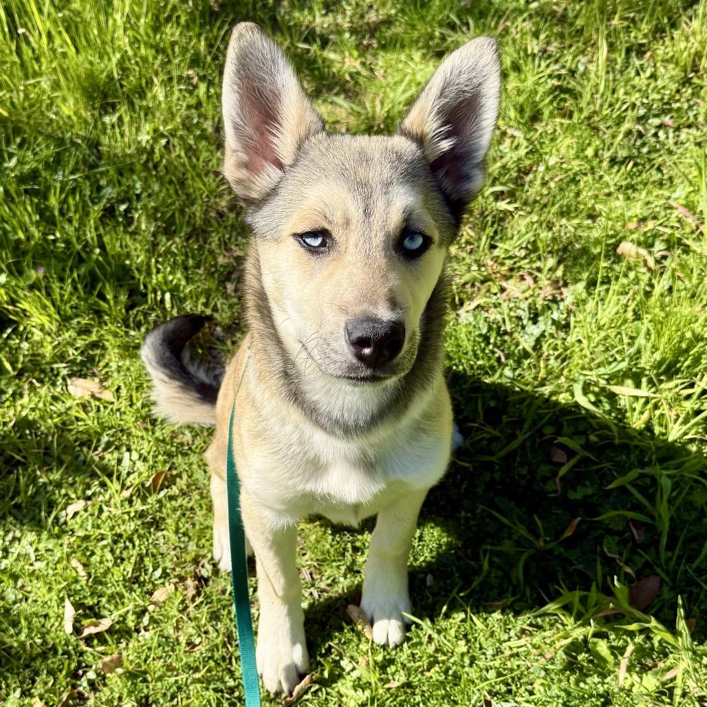 Jack, Adoptable, Young Male Husky & Cardigan Welsh Corgi.