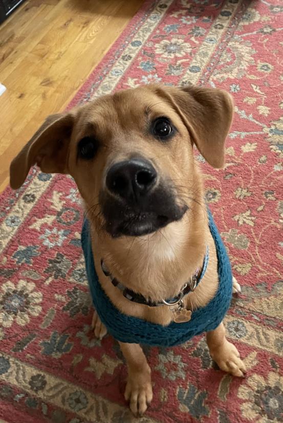 CINDERELLA, Adoptable, Young Female Hound & Mixed Breed.