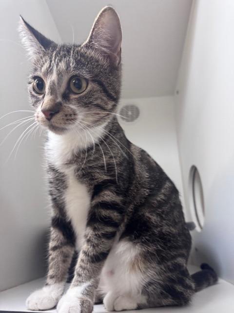 Enlarge Opal, a Adoptable mixed breed in Crandon, WI image 1/2