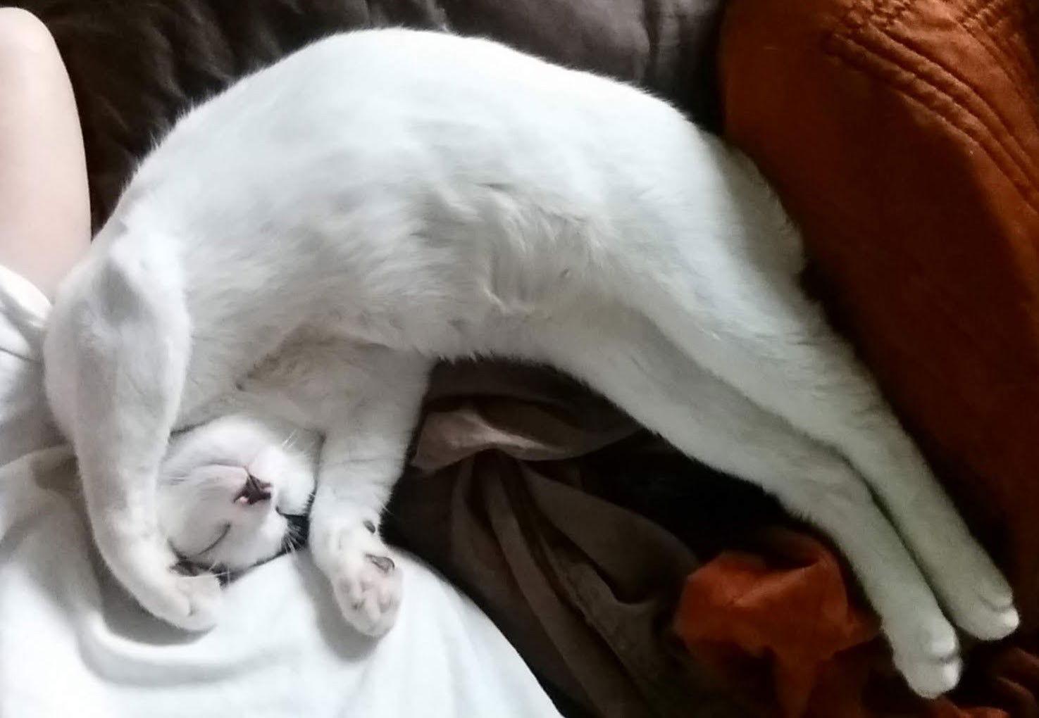 Enlarge Alfalfa, a Adoptable Domestic Short Hair in Los Angeles, CA image 2/6