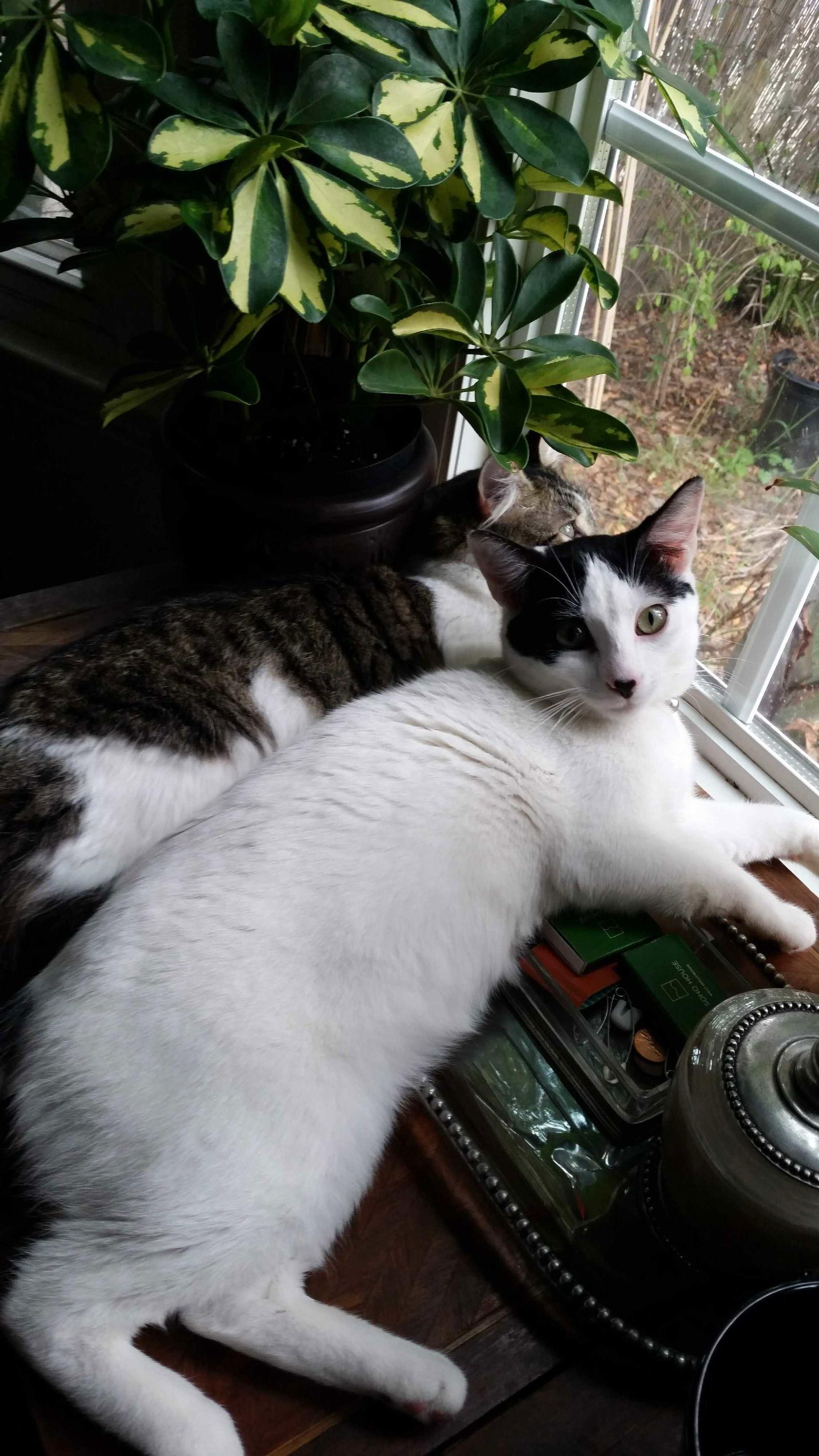 Enlarge Alfalfa, a Adoptable Domestic Short Hair in Los Angeles, CA image 3/6