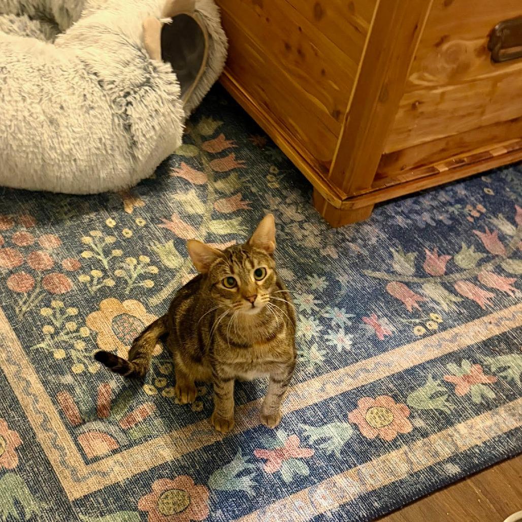 Enlarge Sun, a Adoptable Domestic Short Hair in Boulder, CO image 1/3