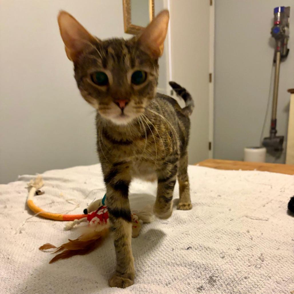 Enlarge Sun, a Adoptable Domestic Short Hair in Boulder, CO image 2/3