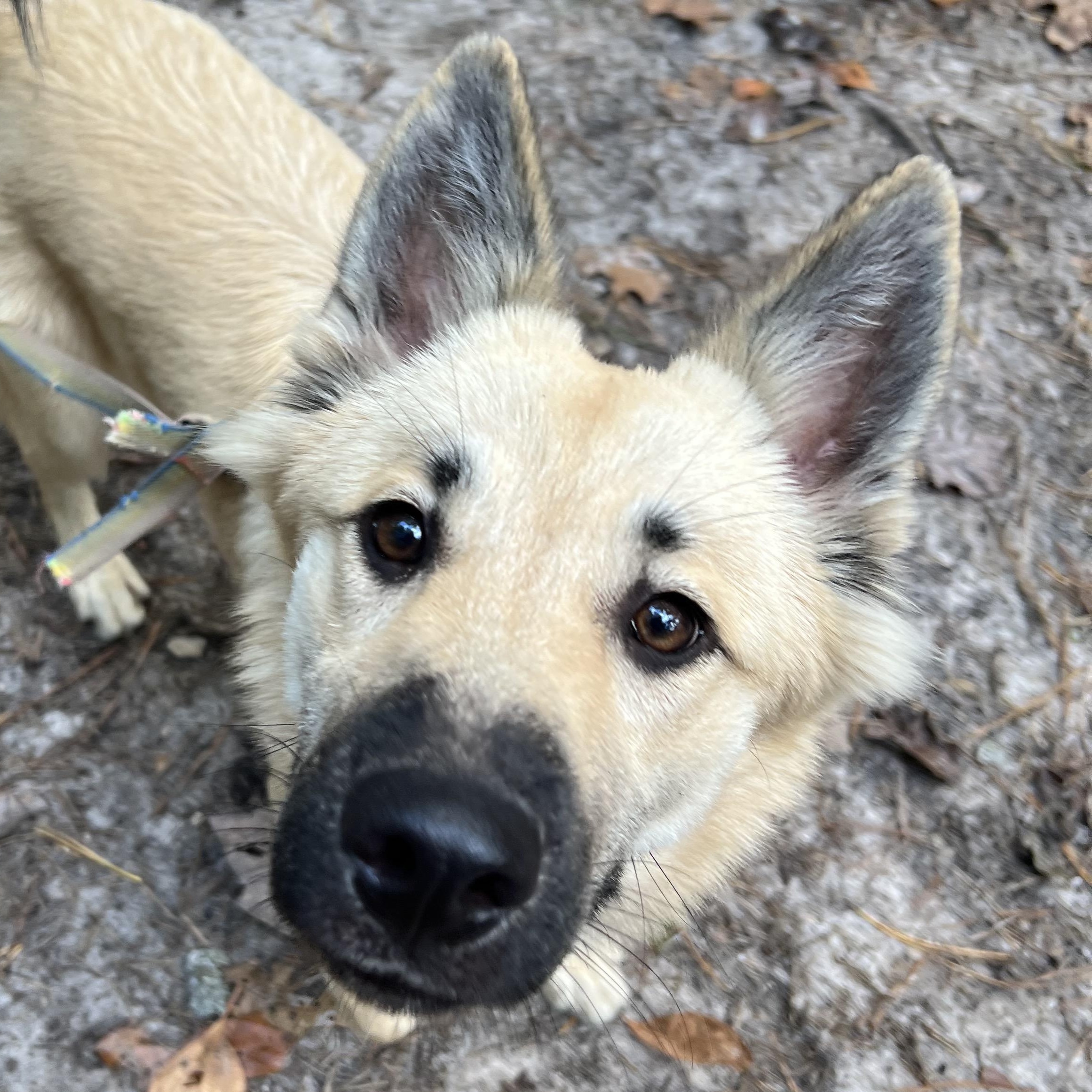 Darcy, Adoptable, Young Female German Shepherd Dog & White German Shepherd.