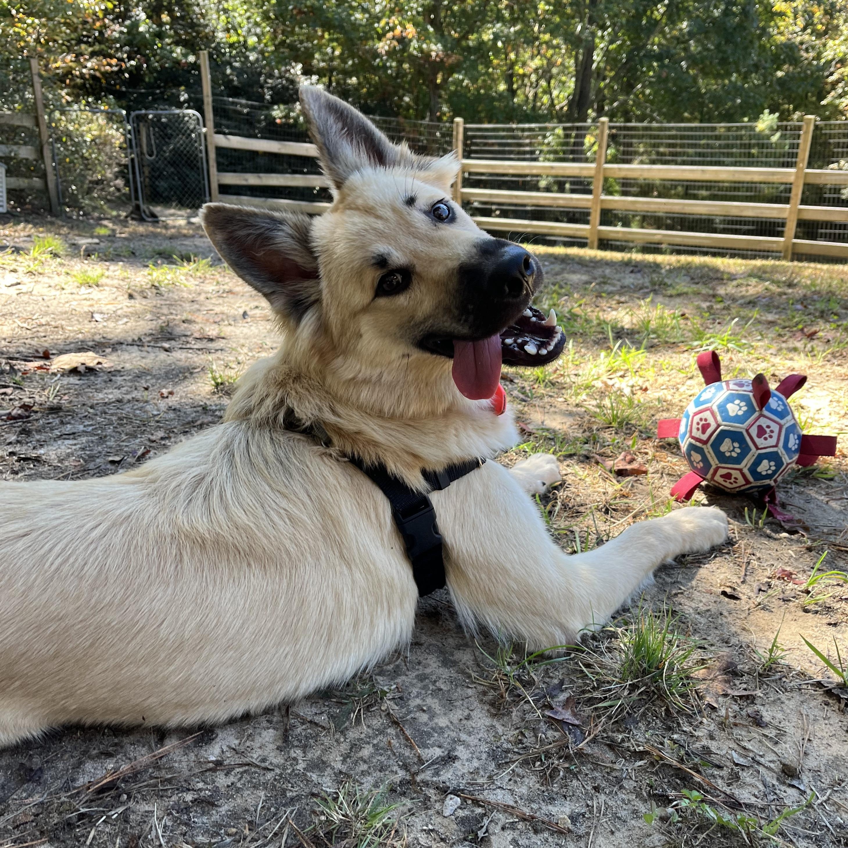 Enlarge Darcy, a Adoptable mixed breed in Cedar Mountain, NC image 2/6