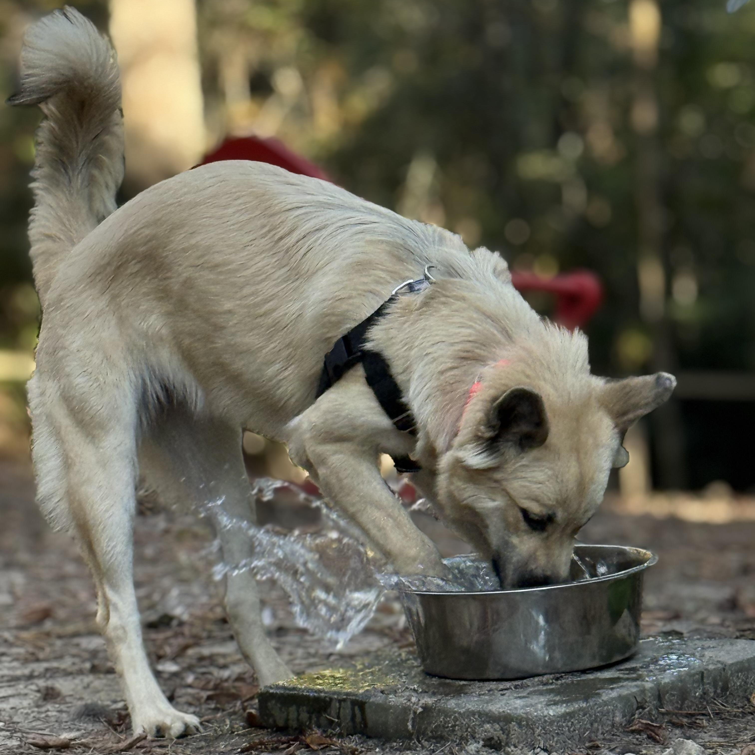 Enlarge Darcy, a Adoptable mixed breed in Cedar Mountain, NC image 5/6