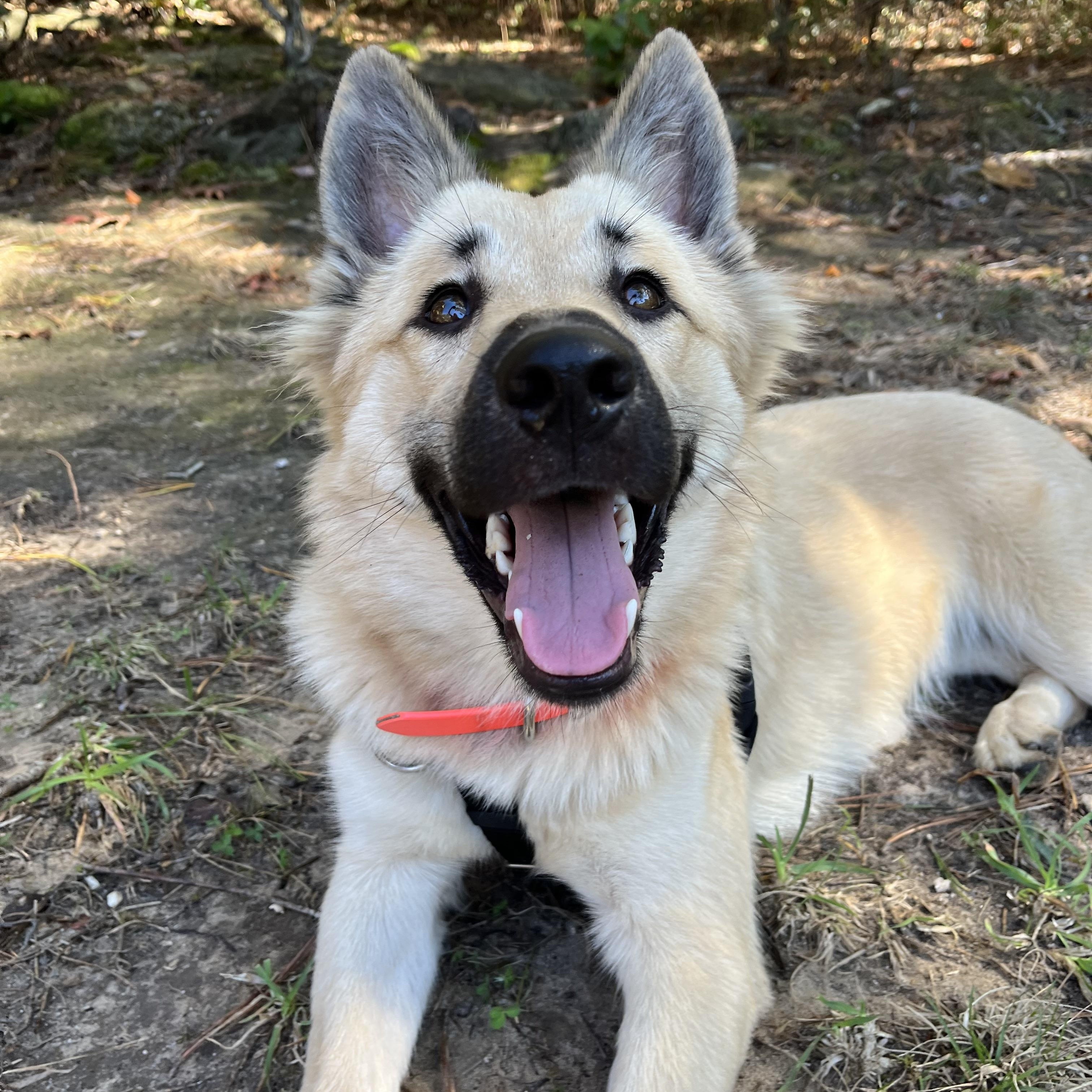 Enlarge Darcy, a Adoptable mixed breed in Cedar Mountain, NC image 6/6