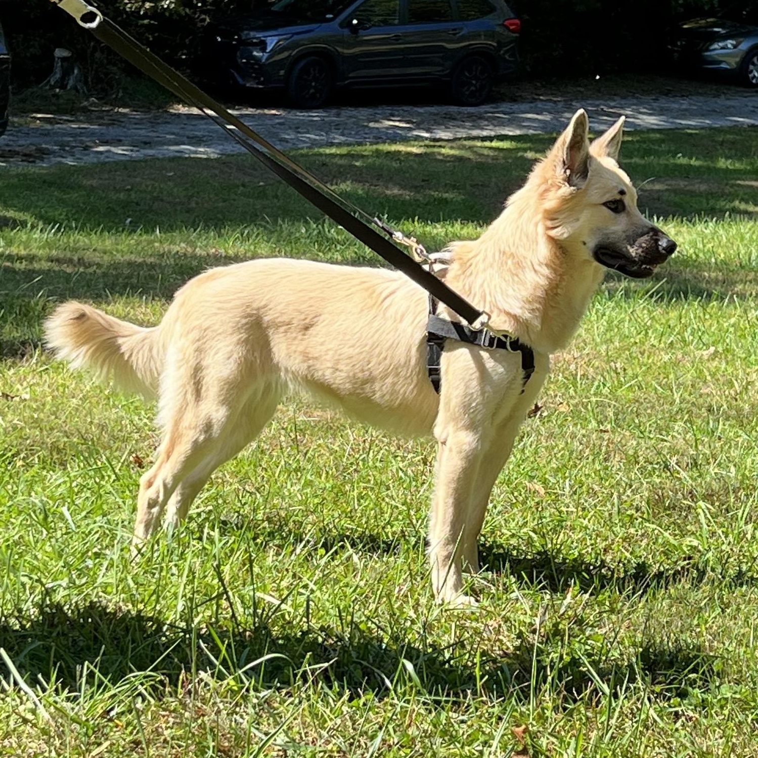 Enlarge Darcy, a Adoptable mixed breed in Cedar Mountain, NC image 3/6