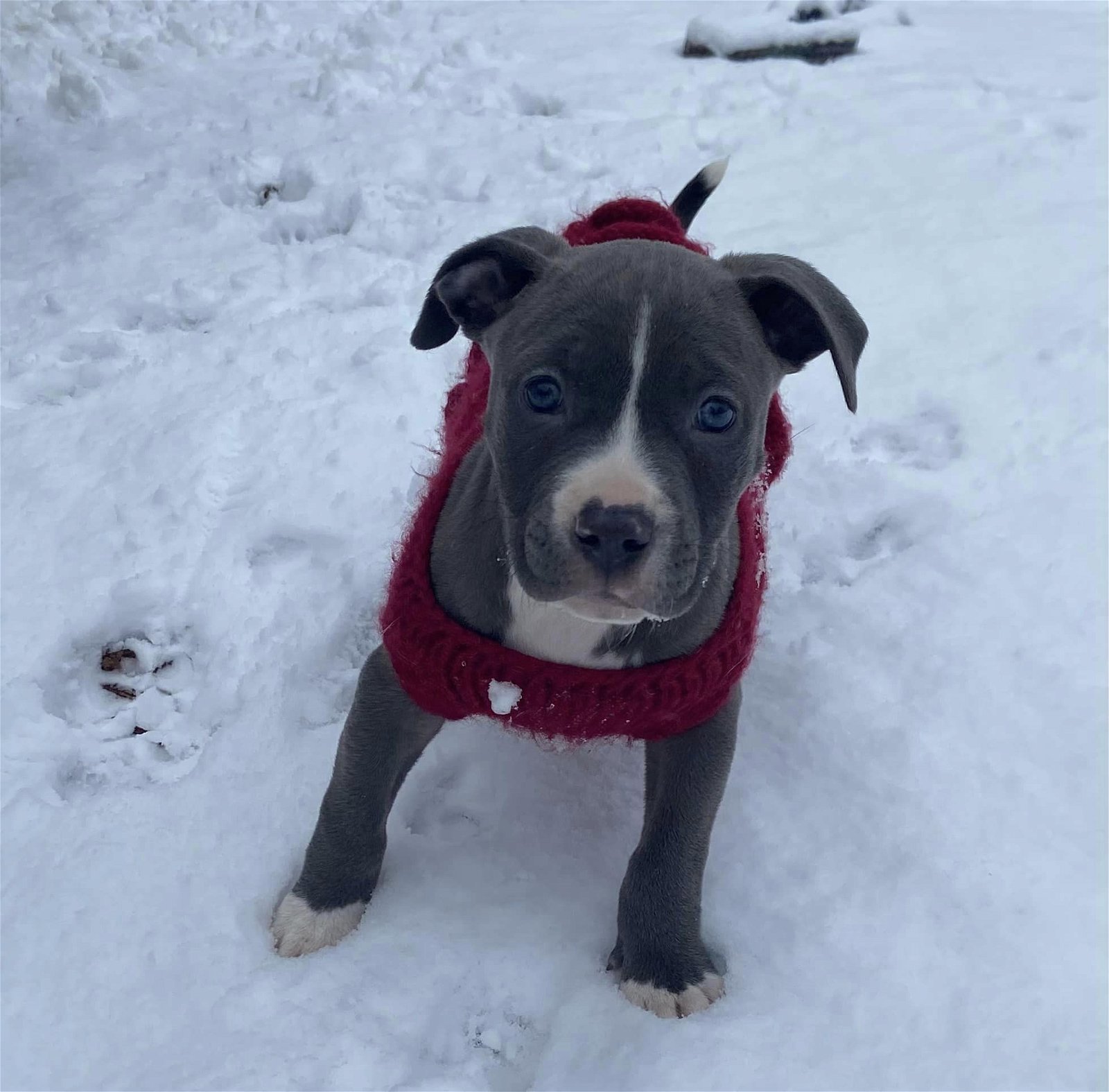 Adoptable Dogs The Buster Foundation