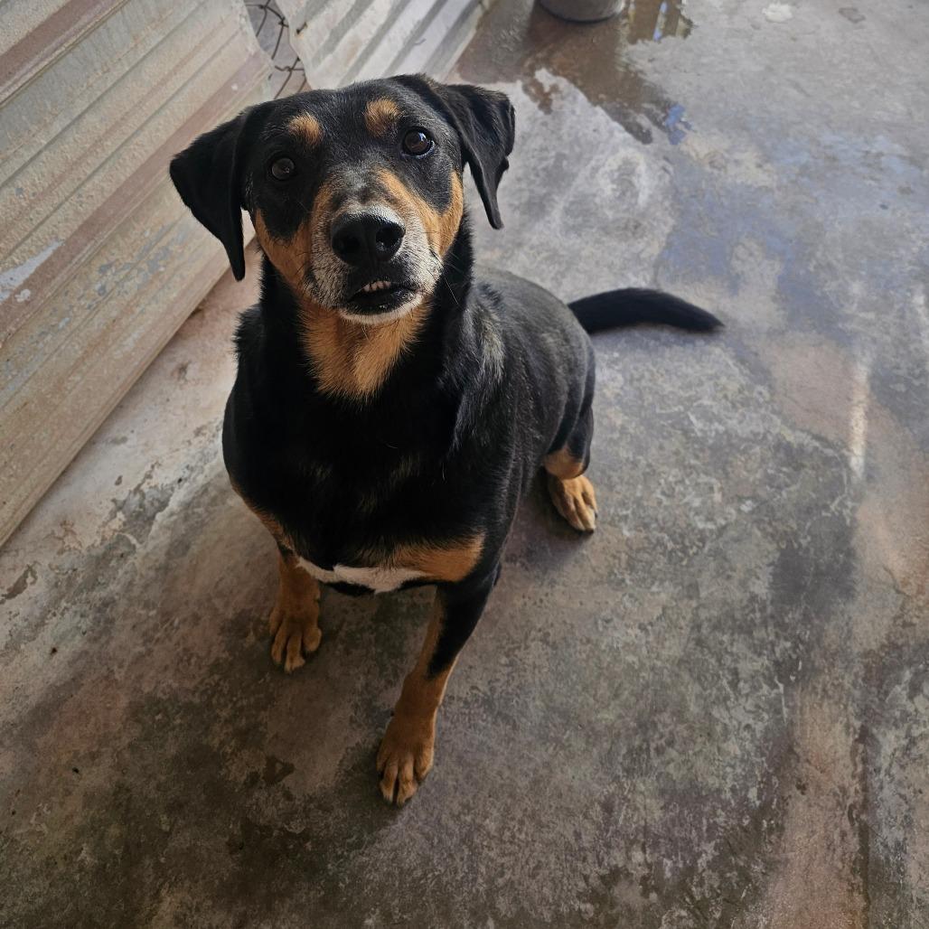 Enlarge Nash, a Adoptable mixed breed in Midland, TX image 1/1