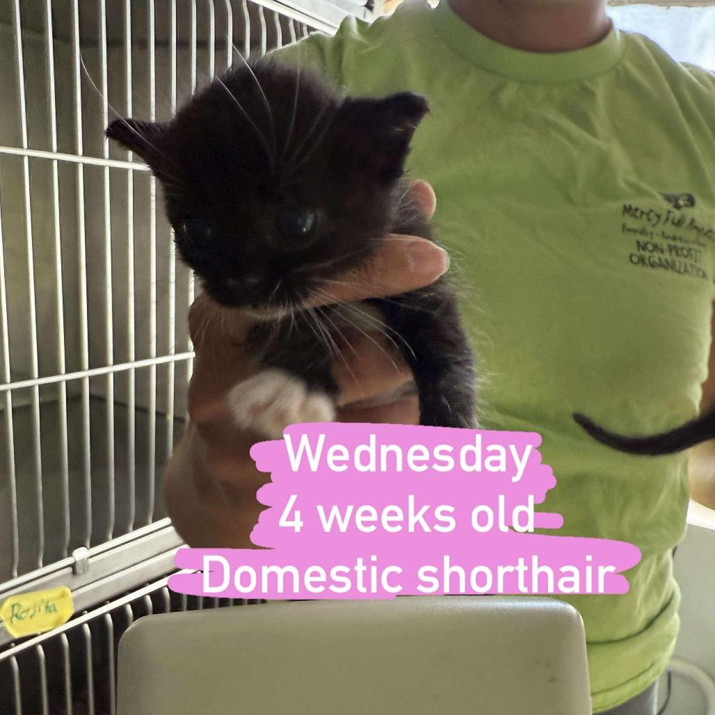 Wednesday, Adoptable, Kitten Female Domestic Short Hair.