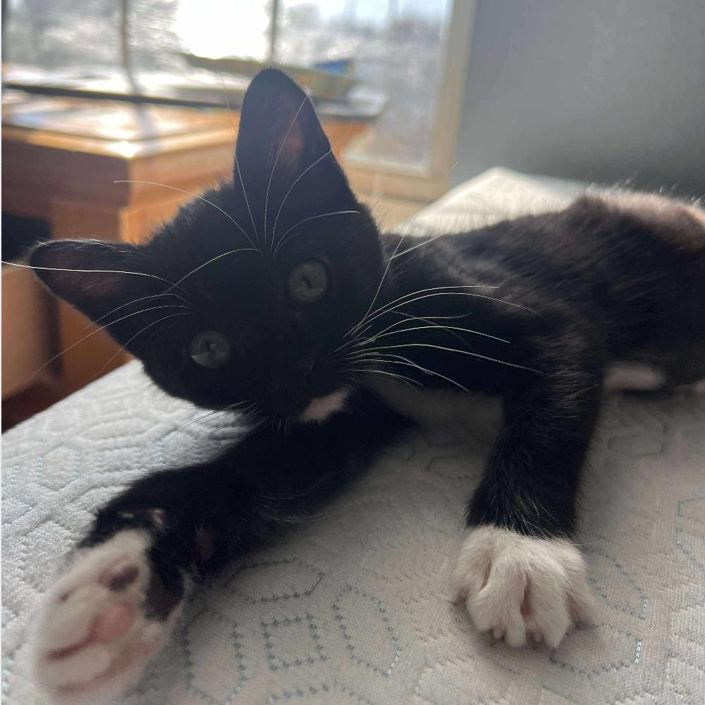 Enlarge Wednesday, a Adoptable Domestic Short Hair in Tampa, FL image 2/3