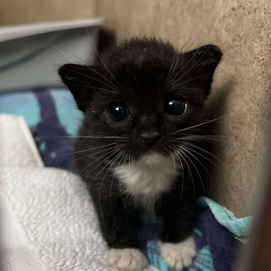 Enlarge Wednesday, a Adoptable Domestic Short Hair in Tampa, FL image 3/3