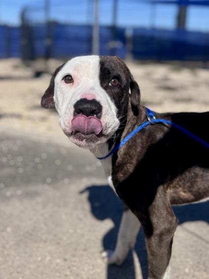 Enlarge Brewster, a Adoptable mixed breed in New Orleans, LA image 1/1