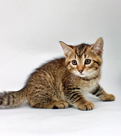 Enlarge Scar, a Adoptable mixed breed in Morton Grove, IL image 1/1