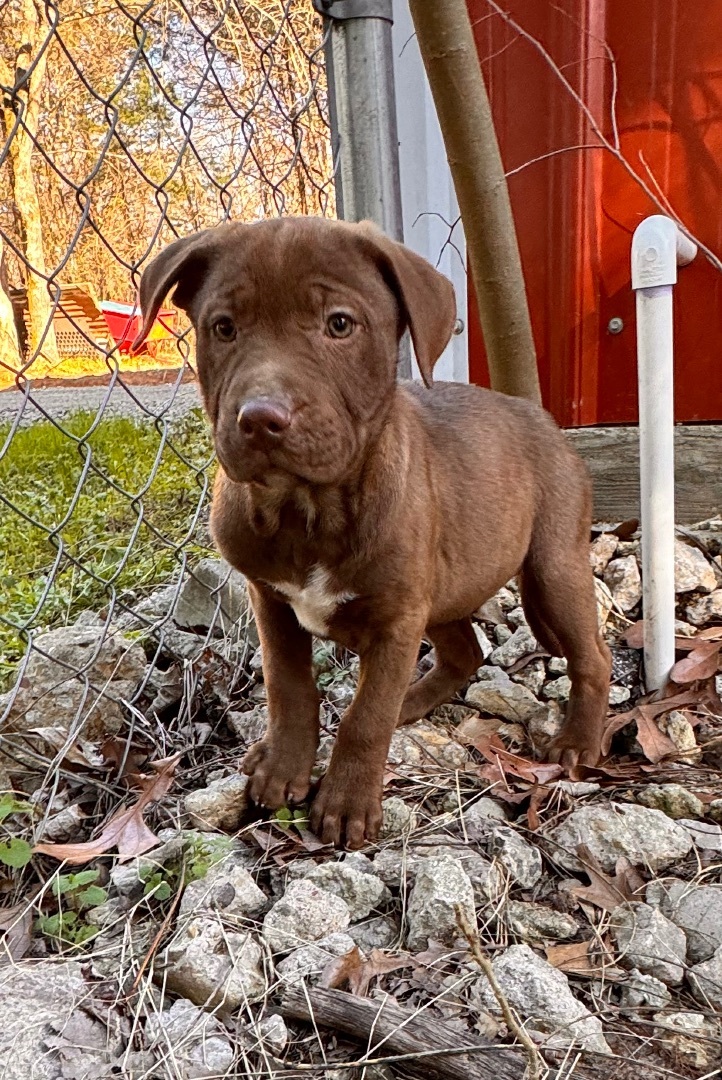 Angelina, Adopted, Puppy Female Labrador Retriever & Pit Bull Terrier.