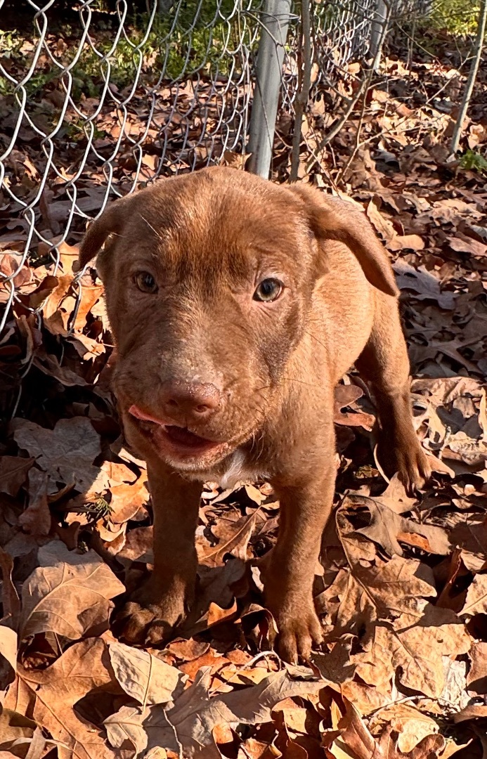 Enlarge Angelina, a Adopted mixed breed in Arlington, TX image 2/5