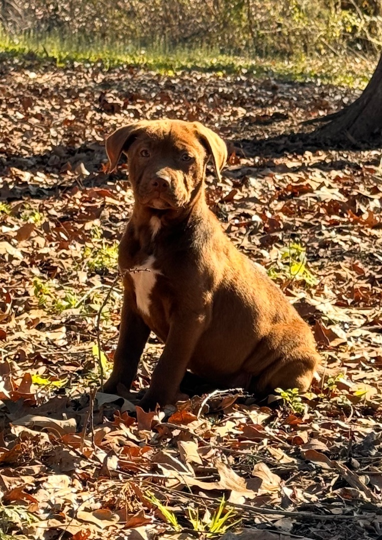 Enlarge Angelina, a Adopted mixed breed in Arlington, TX image 3/5