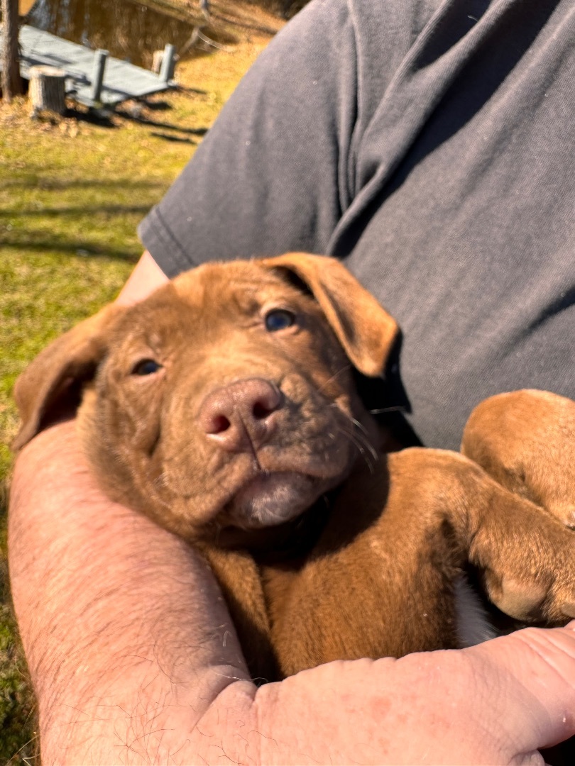 Enlarge Angelina, a Adopted mixed breed in Arlington, TX image 4/5