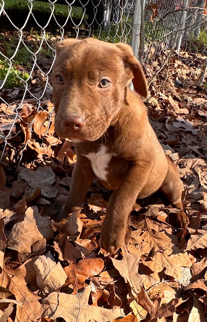 Enlarge Angelina, a Adopted mixed breed in Arlington, TX image 5/5