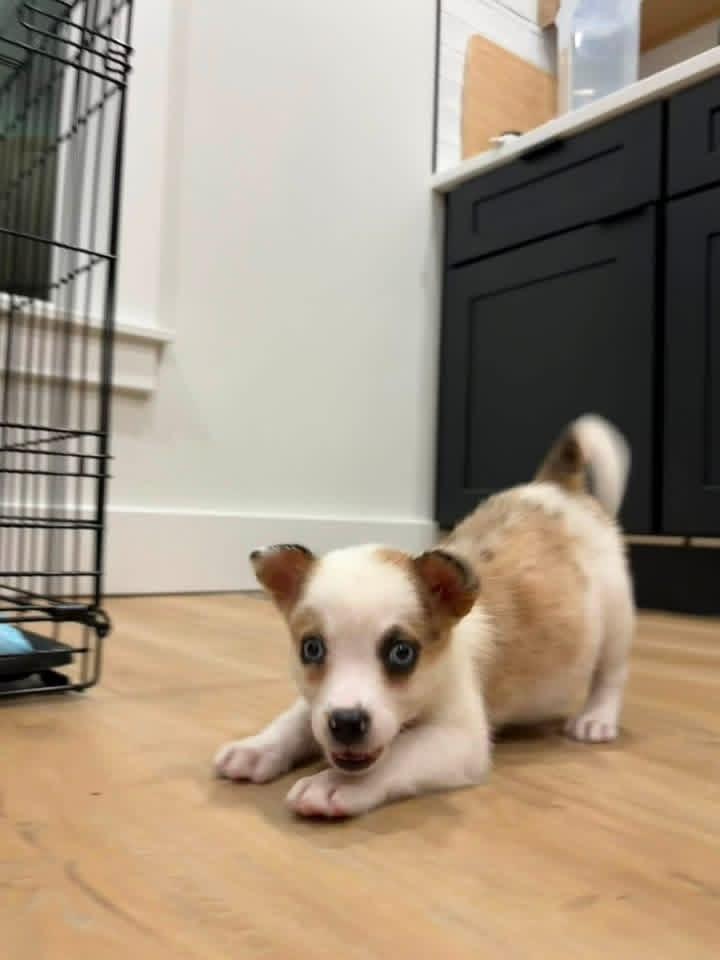 Siete, Adoptable, Puppy Female Australian Shepherd.