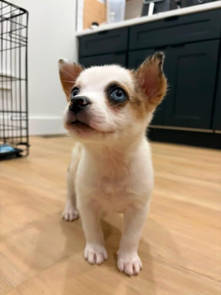 Enlarge Siete, a Adoptable mixed breed in Grove City, OH image 3/6