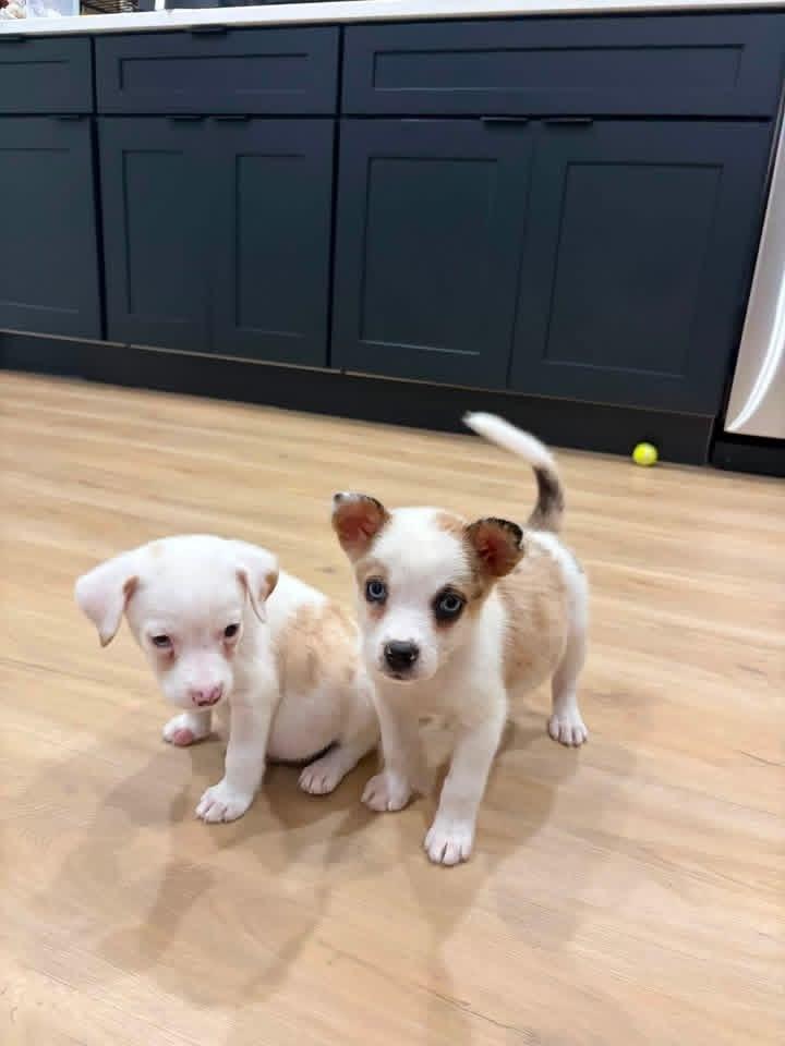 Enlarge Siete, a Adoptable mixed breed in Grove City, OH image 4/6