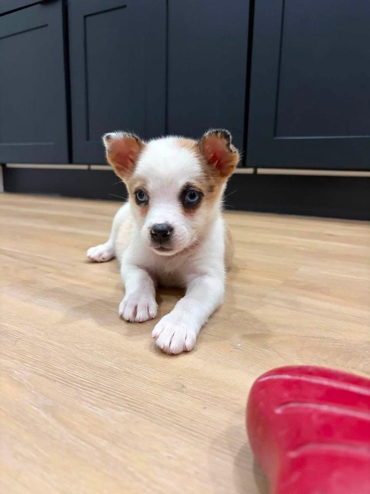 Enlarge Siete, a Adoptable mixed breed in Grove City, OH image 5/6