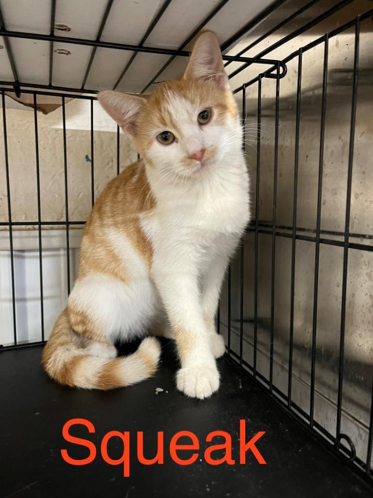 Squeak, Adoptable, Kitten Male Domestic Short Hair.
