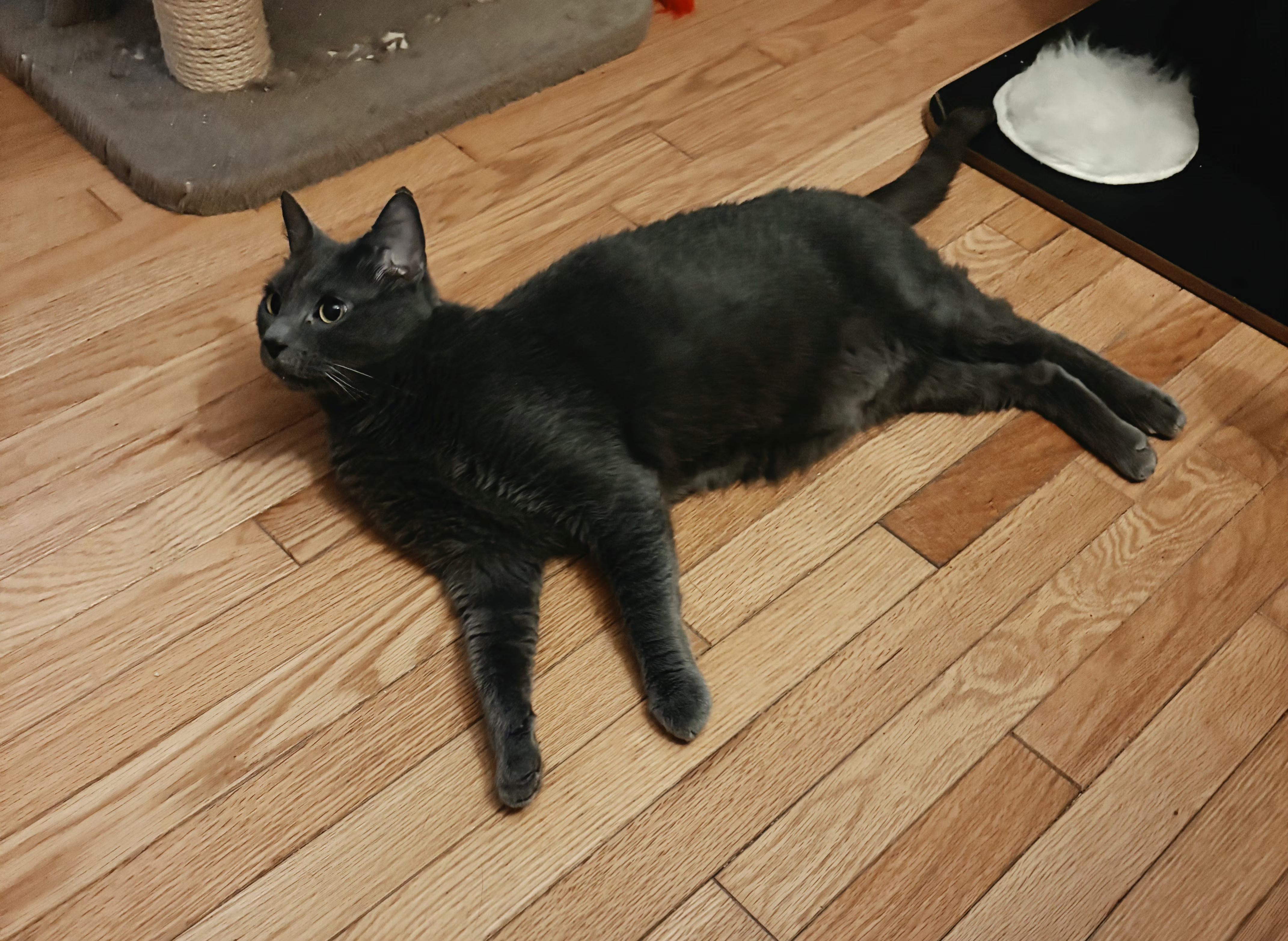 Reza, adopted, Adult Male Domestic Short Hair.