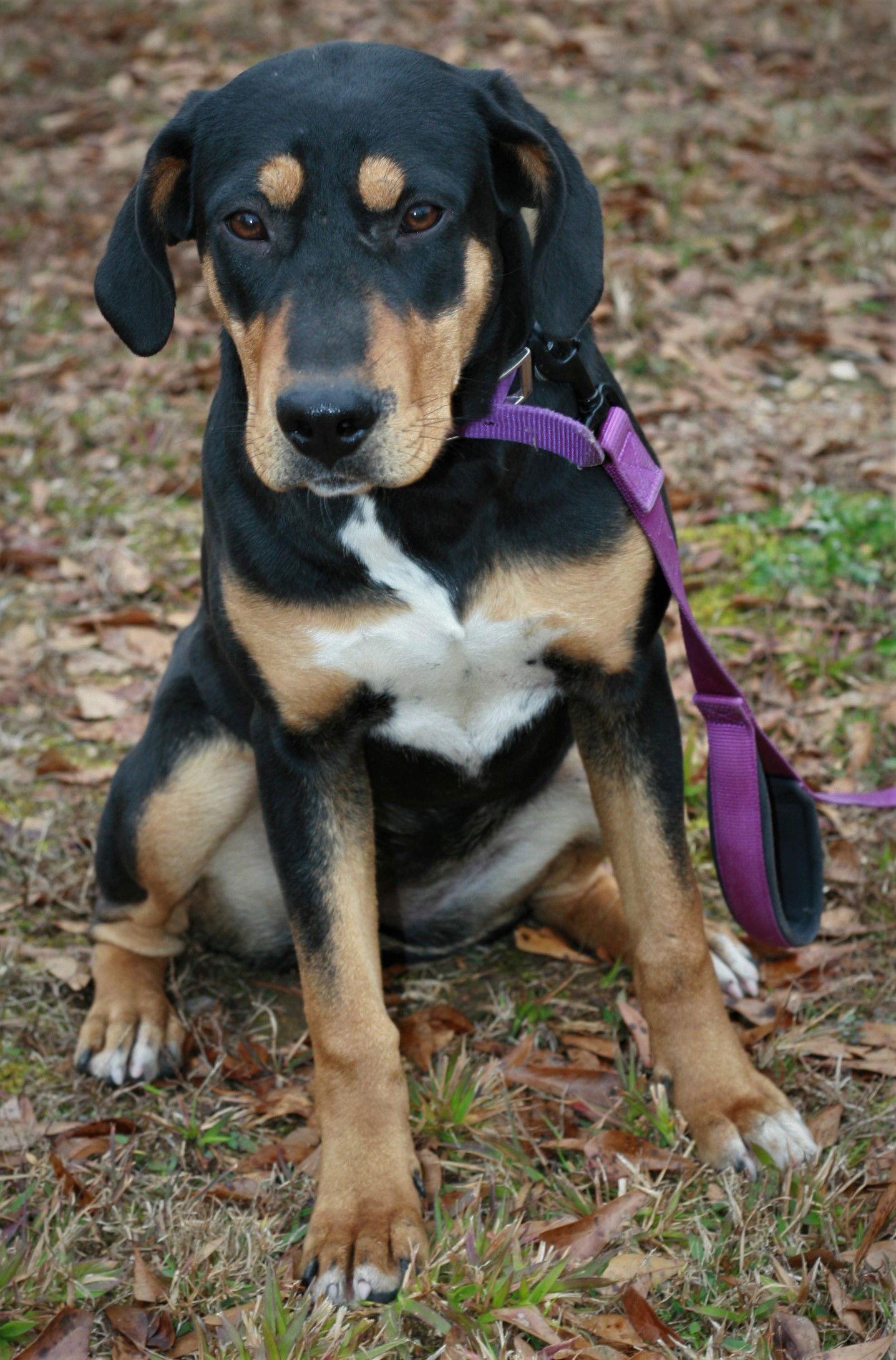 Loofie, a Adoptable mixed breed in Attalla, AL image 1/3