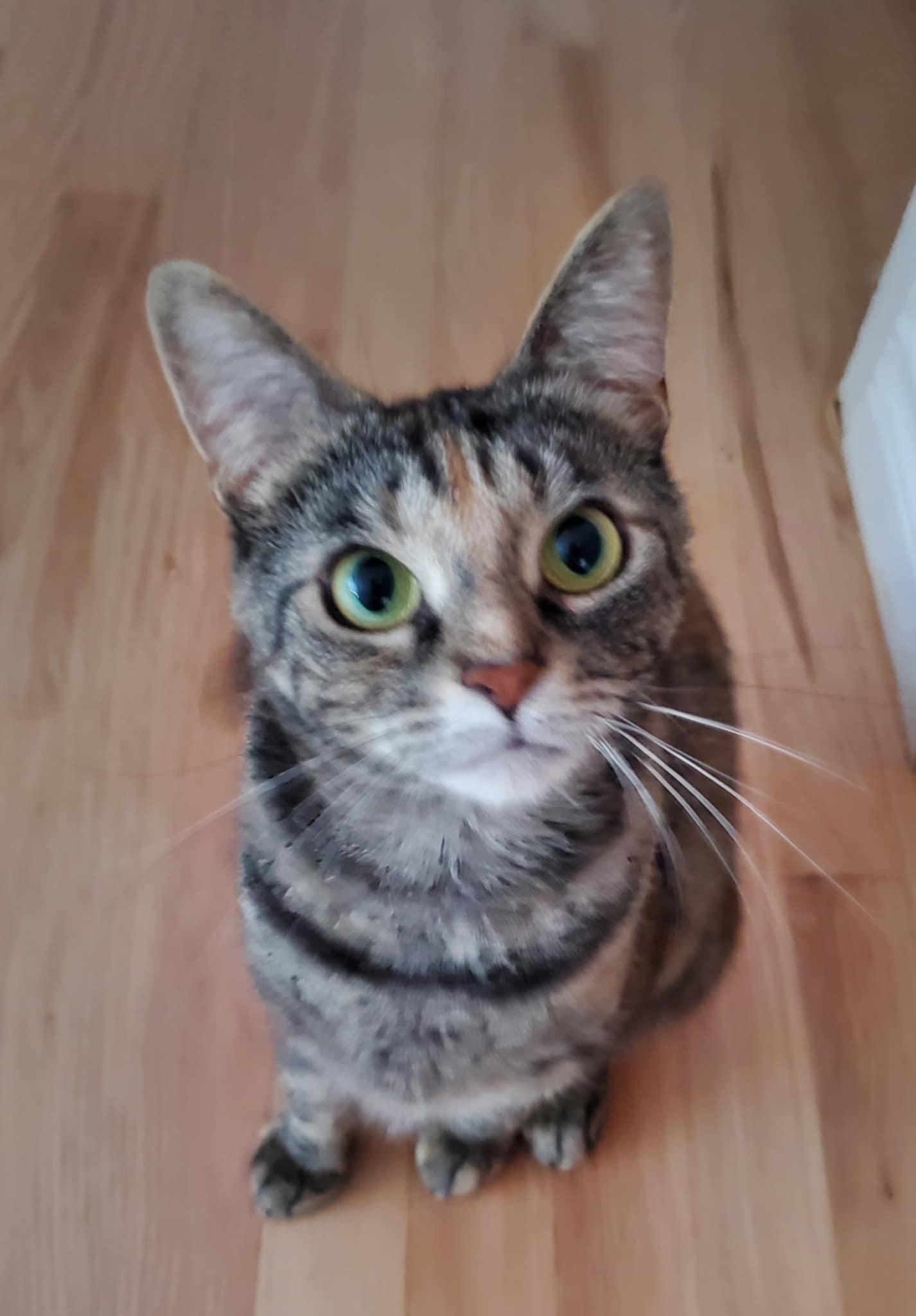 Mica (f) 3yrs old Torbie, Adult Female Torbie
