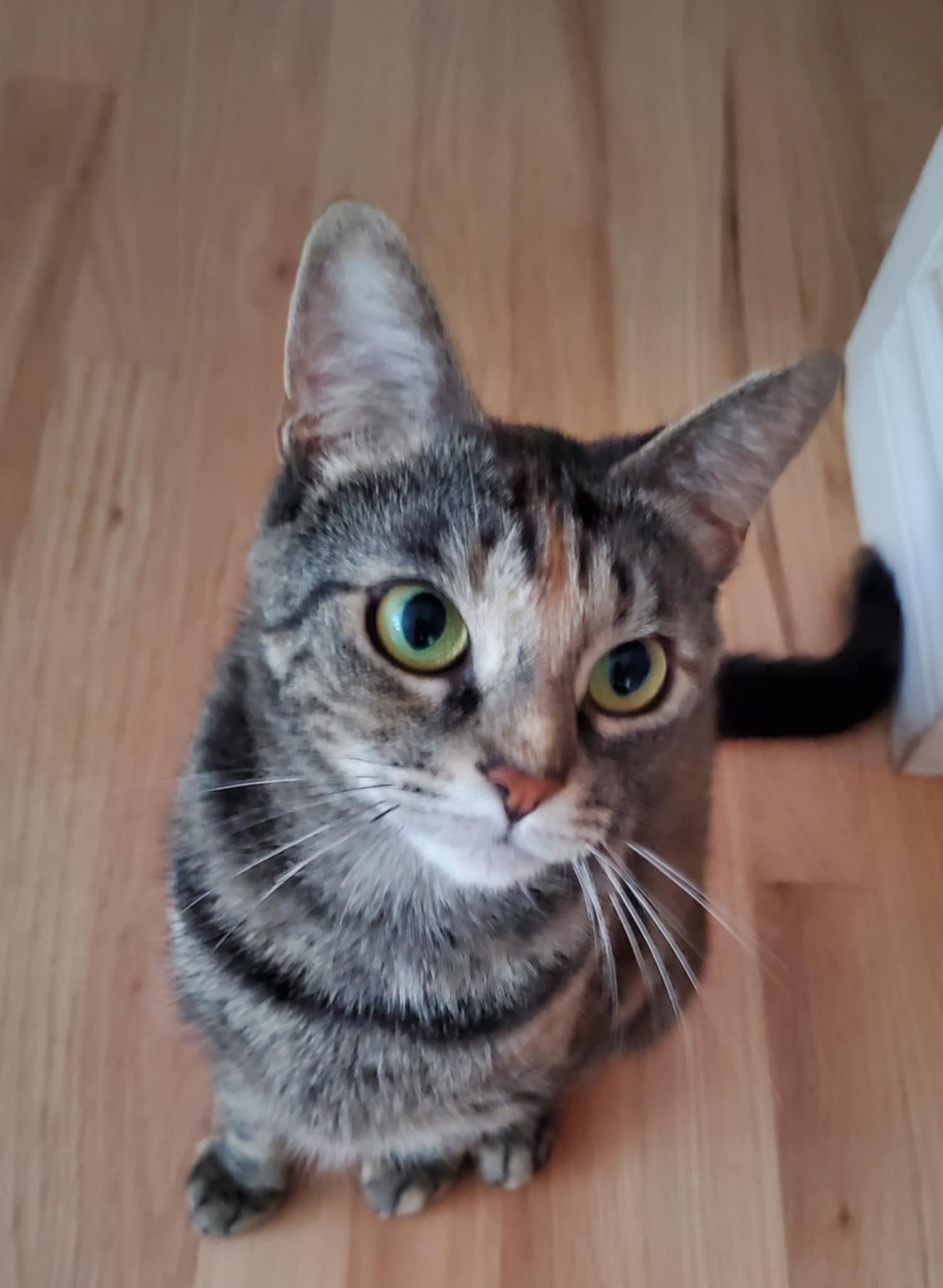Mica (f) 3yrs old Torbie photo 3
