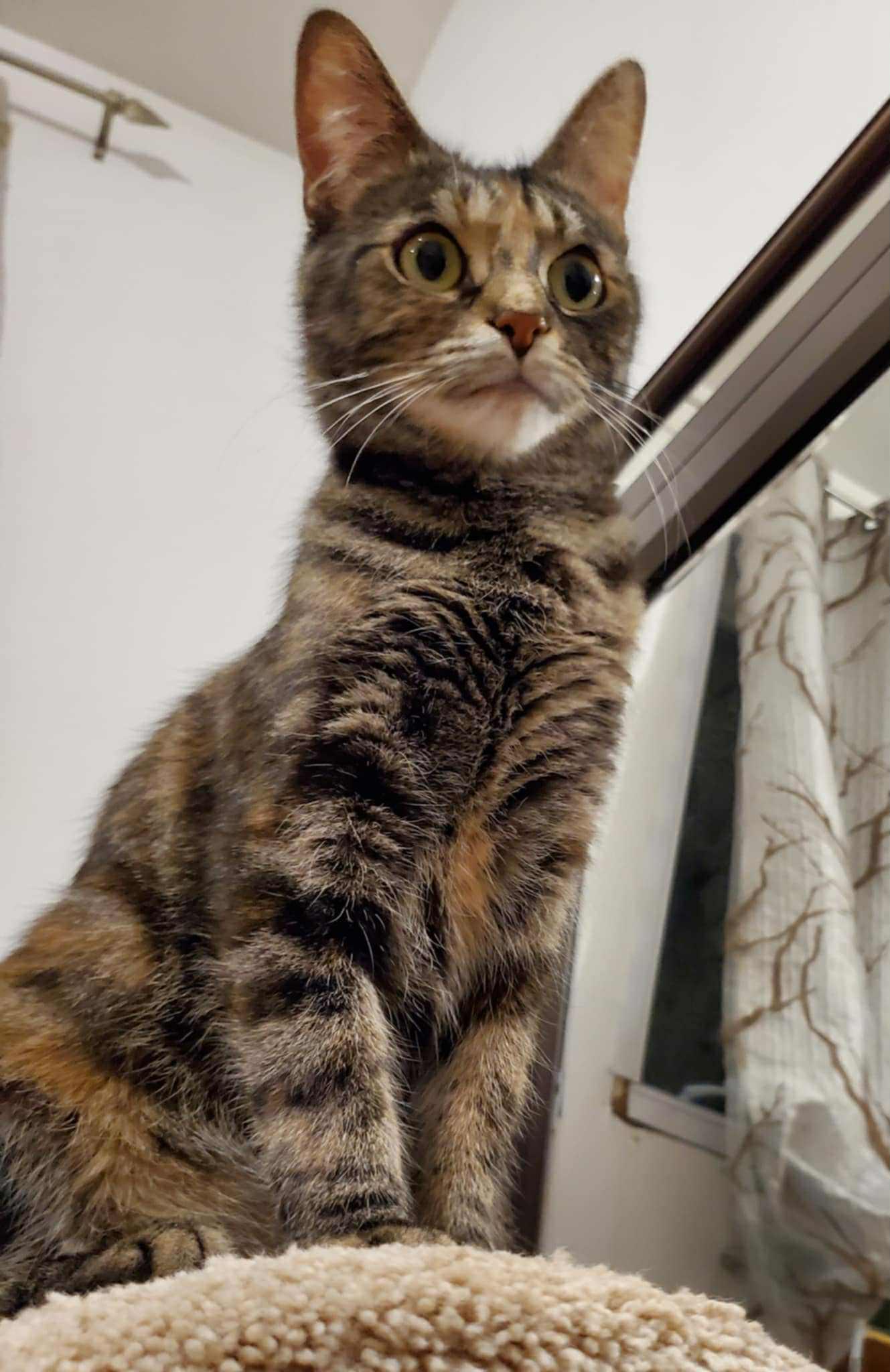 Mica (f) 3yrs old Torbie photo 2