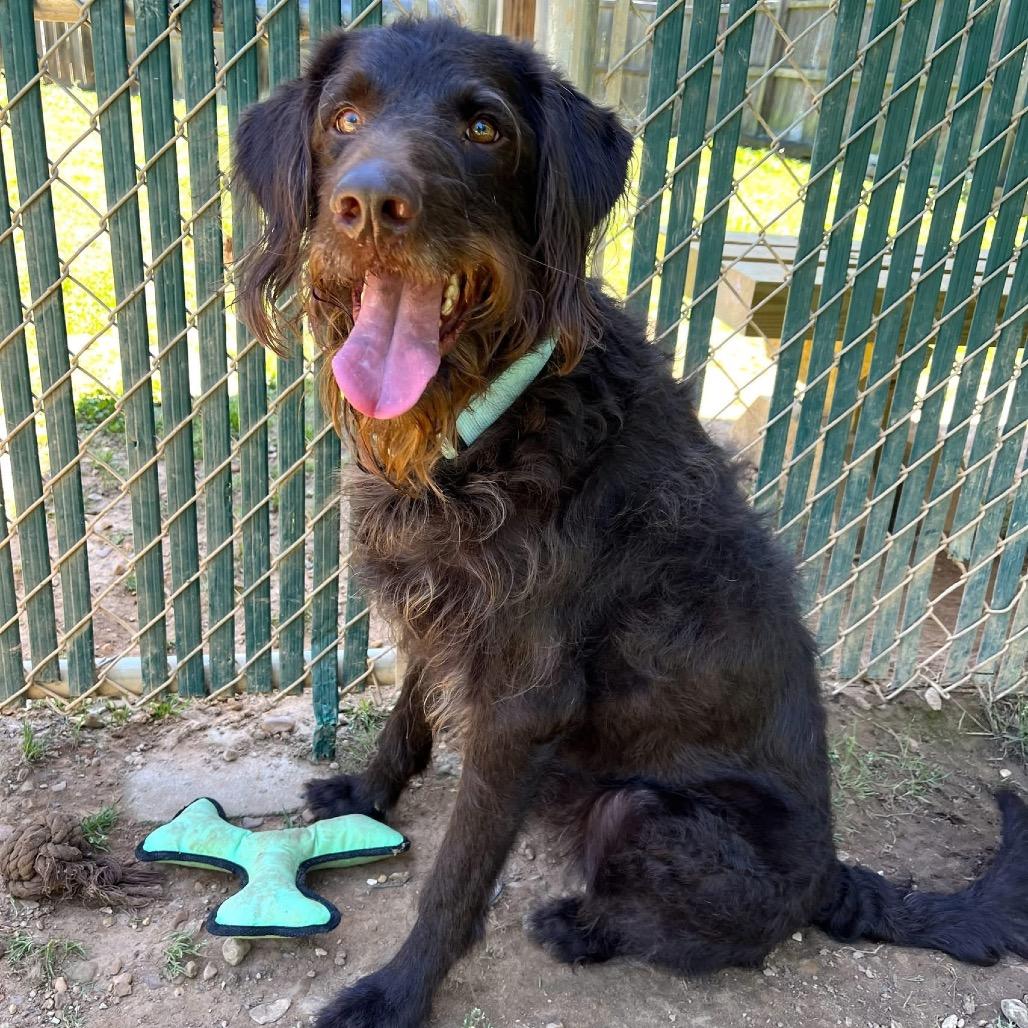 Enlarge Kingston Knox, a Adoptable mixed breed in Starkville, MS image 1/6