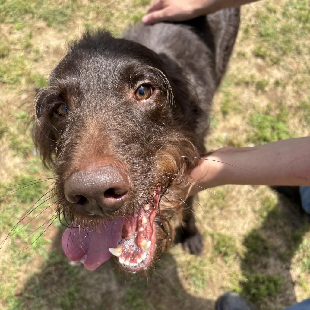 Enlarge Kingston Knox, a Adoptable mixed breed in Starkville, MS image 4/6