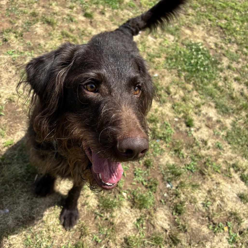 Enlarge Kingston Knox, a Adoptable mixed breed in Starkville, MS image 6/6