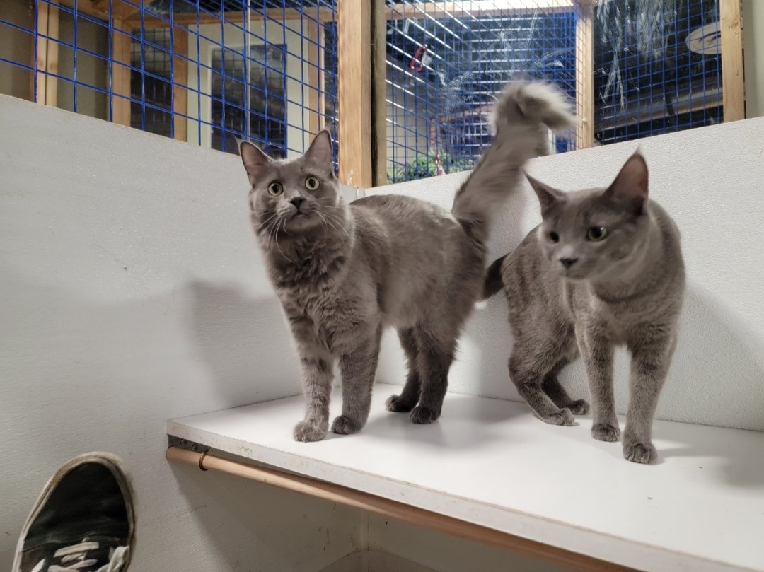 Sonia and Sasha, Adoptable, Young Female Russian Blue.