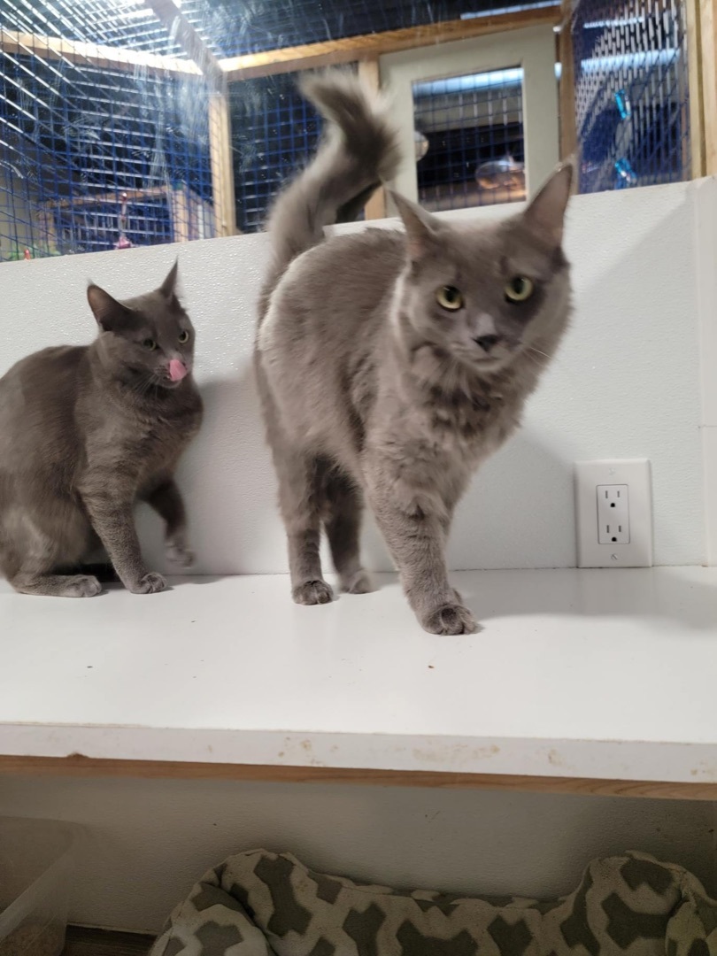 Sonia and Sasha, a Adoptable mixed breed in Pomona, CA image 2/8