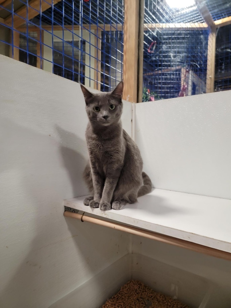 Sonia and Sasha, a Adoptable mixed breed in Pomona, CA image 4/8