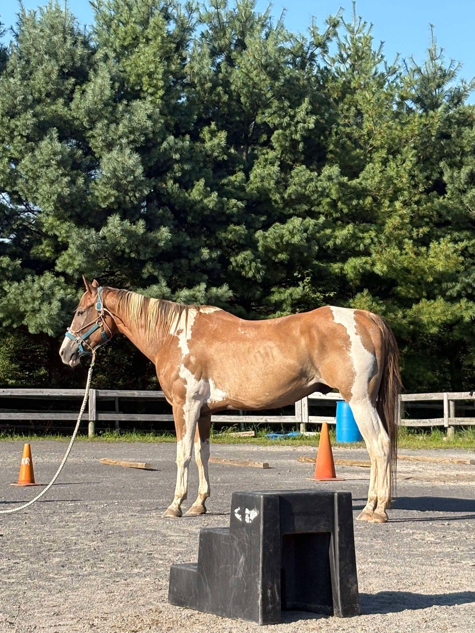 Revel - 365 Showcase, a Adopted Paint / Pinto in Huntington, WV image 2/3