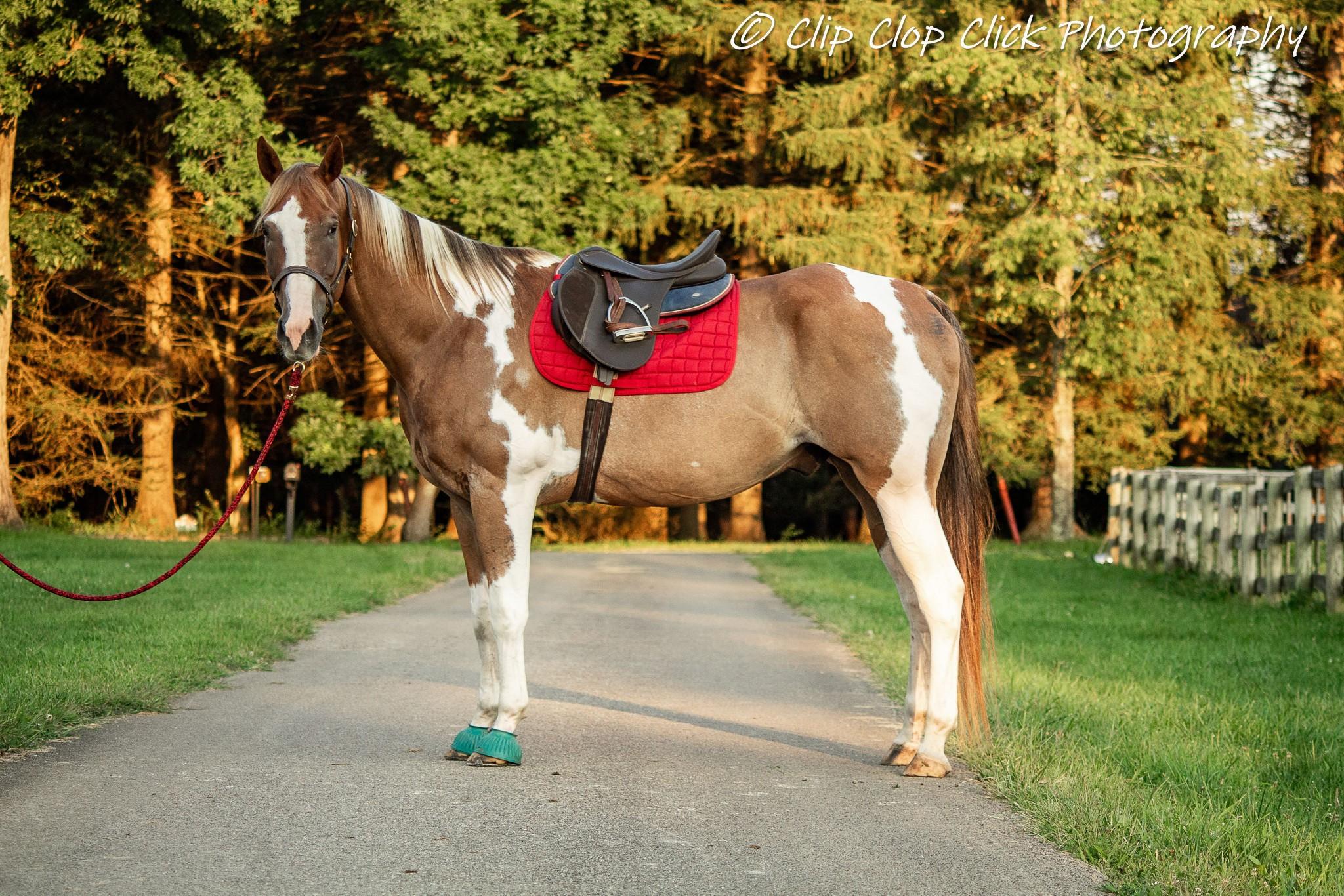 Revel - 365 Showcase, Adopted, Adult Male Paint / Pinto.