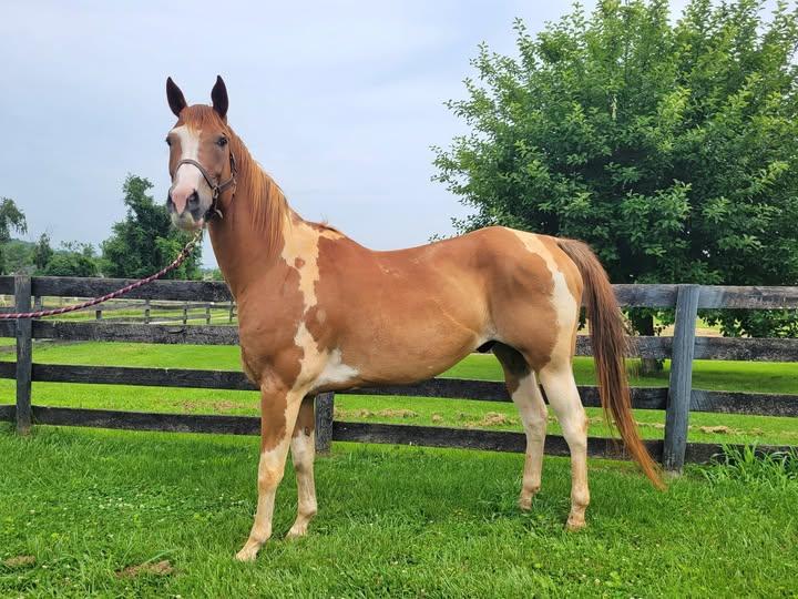 Revel - 365 Showcase, a Adopted Paint / Pinto in Huntington, WV image 3/3