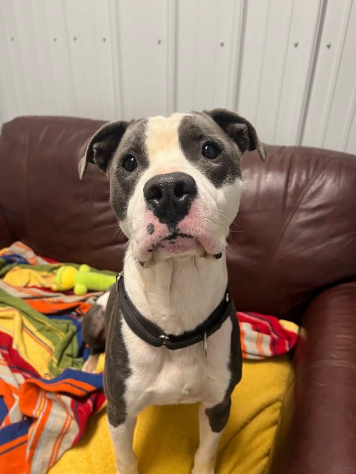 Dagwood, Adoptable, Adult Male Mixed Breed.
