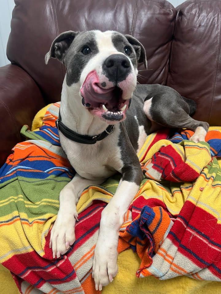 Enlarge Dagwood, a Adoptable Mixed Breed in Davenport, IA image 2/2