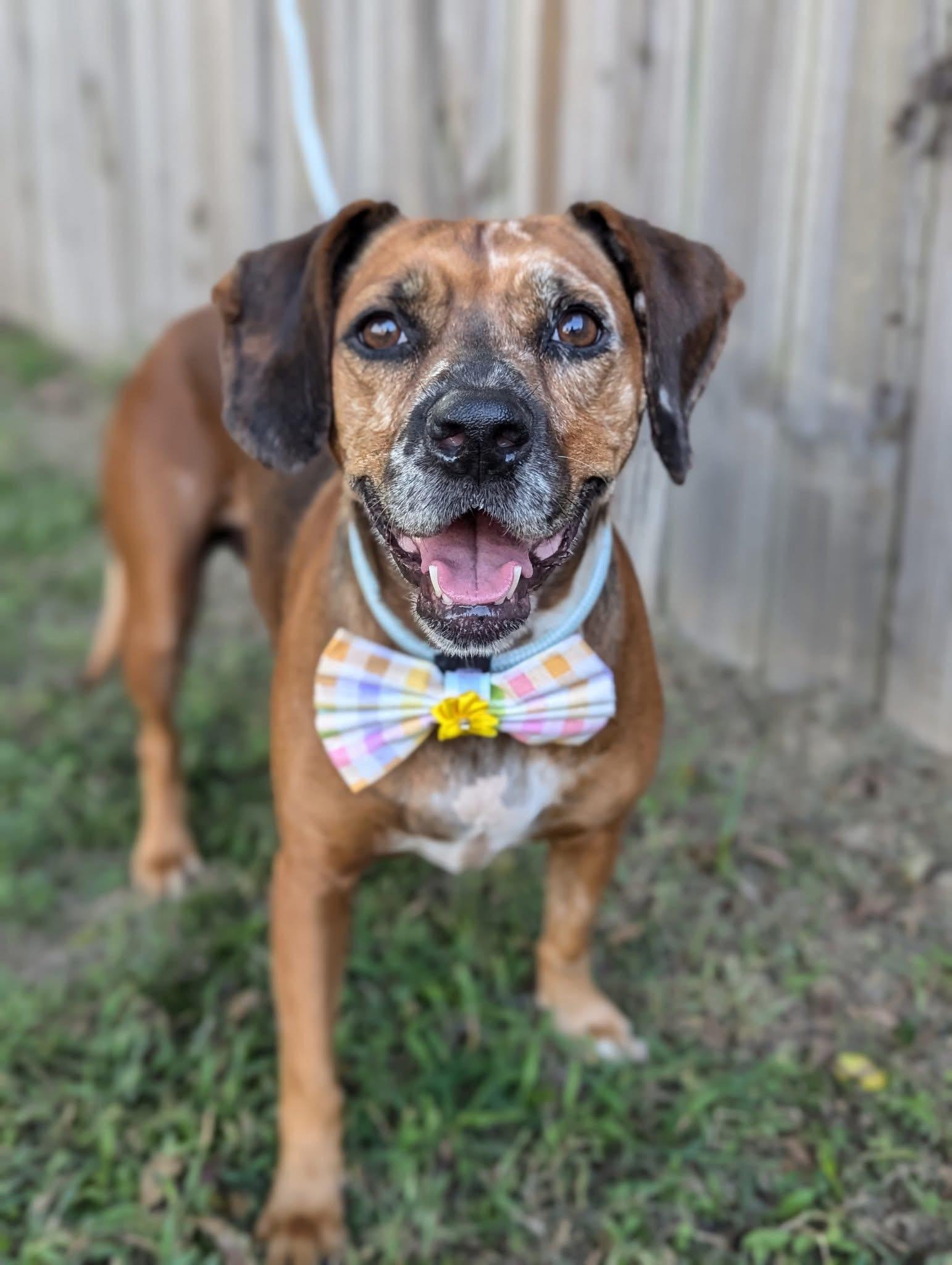 Duchess, a ADOPTABLE mixed breed in Mendham, NJ image 2/6
